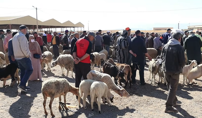 Province de Nador.. La hausse des prix des sacrifices au marché de bétail de Zaio inquiète les citoyens
