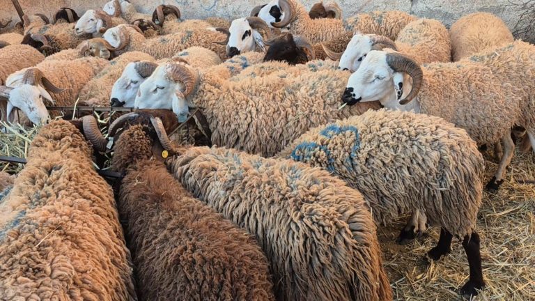 La région de l'Oriental.. d'importantes préparatifs pour accueillir l'Aïd al-Adha dans les meilleures conditions