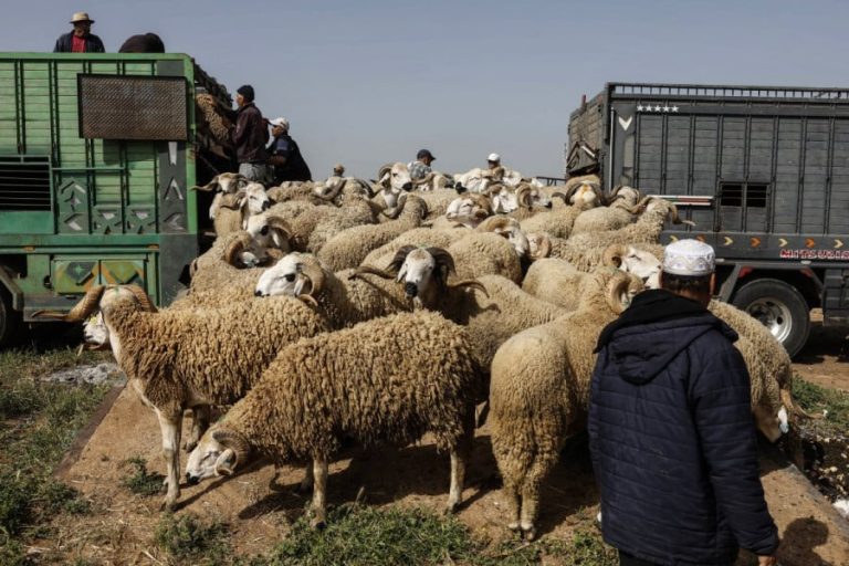 Une source dément à HIBAPRESS la rumeur de disparition des moutons de l'Aïd dans les environs de Meknès