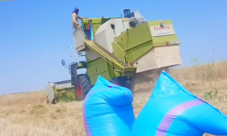 Début de la saison des moissons dans la province de Moulay Yacoub : production prometteuse et prix bas alourdissant le fardeau des agriculteurs