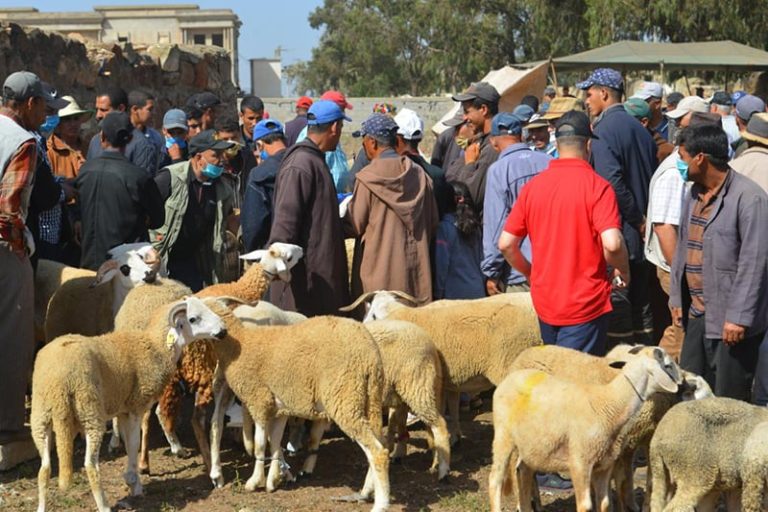 Casablanca-Settat : Un net regain d'activité sur les marchés des moutons de sacrifice