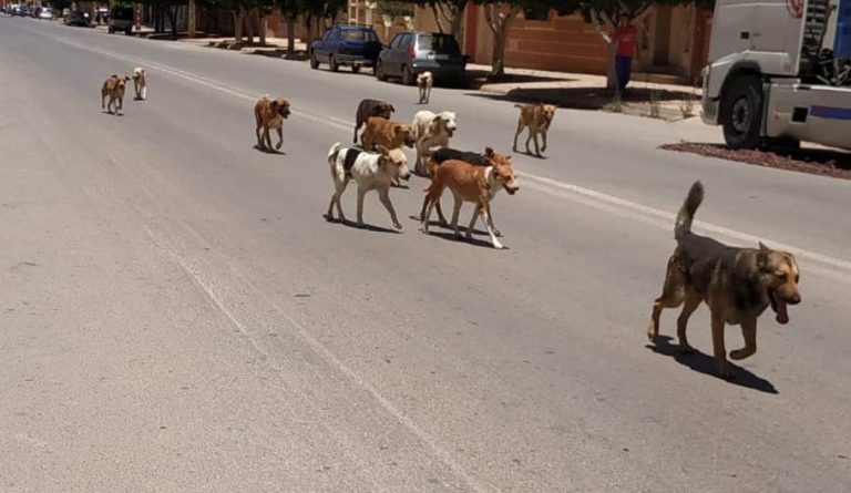 Oued Zem.. Une attaque de chiens errants envoie deux femmes à l'hôpital