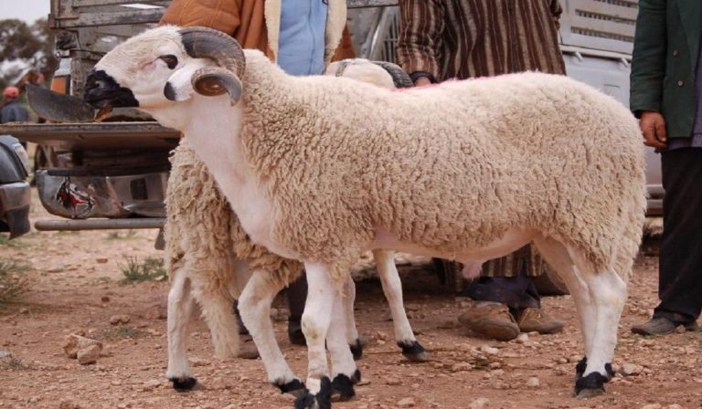 Forte affluence pour le mouton Sardi au marché de Sidi Slimane