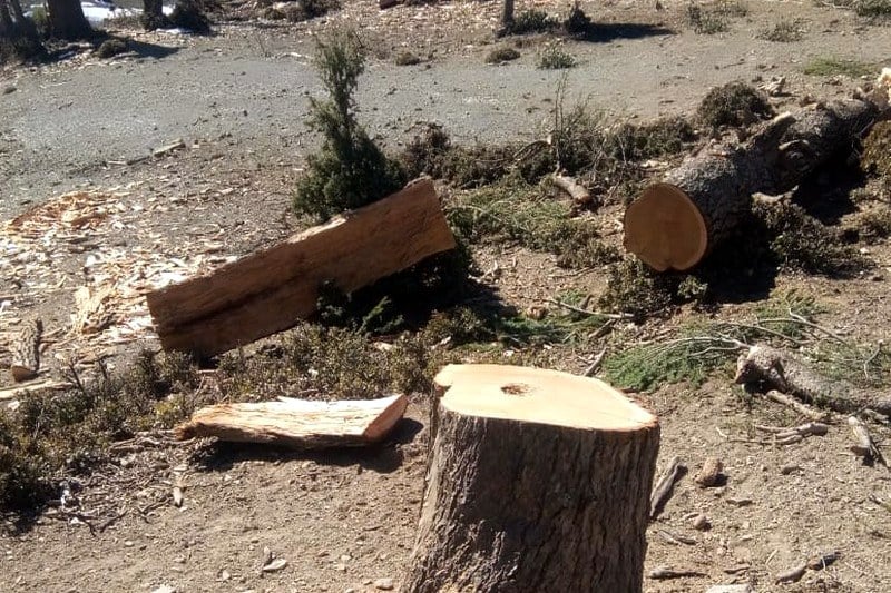 Communiqué explicatif pour mettre fin au débat sur l'abattage d'arbres à Sidi Mesbah