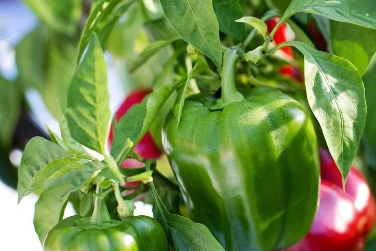 Régularité de la qualité des produits marocains, une compétitivité tarifaire favorable et une logistique d’exportation de plus en plus performante: le poivron Marocain poursuit sa progression en Norvège