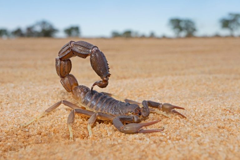 Oued Zem.. Alerte dans un établissement scolaire suite à la découverte de scorpions