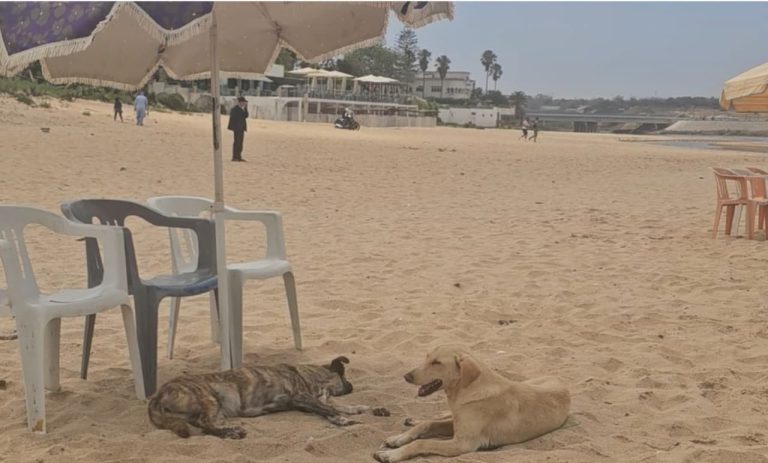 Les chiens errants sur la plage de Sablesse à Mohammedia suscitent l'inquiétude des estivants
