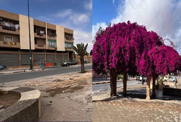 Vaste polémique après l'enlèvement d'un arbre sur le boulevard Hassan II à Tiznit... La commune clarifie