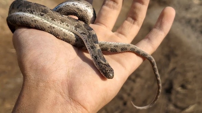 Al Hoceïma.. Une morsure de serpent transporte une personne d'un douar à Beni Bounsar à l'hôpital