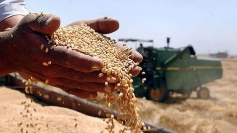 L'Égypte augmente les enjeux du blé et enregistre la plus grande superficie cultivée de son histoire