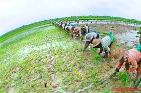 BAD: le secteur agricole africain représente désormais environ 17 % du produit intérieur brut