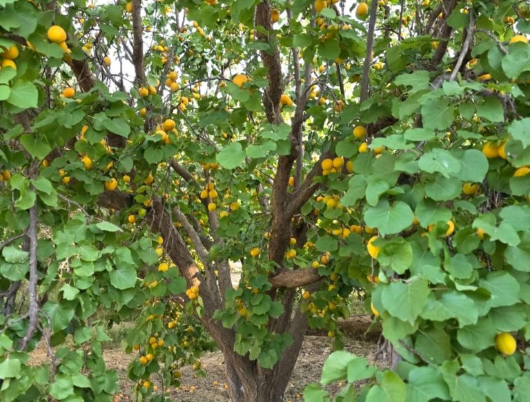 Province de Jerada... Abondance et qualité dans la production d'abricots au milieu des demandes de valorisation locale des produits agricoles