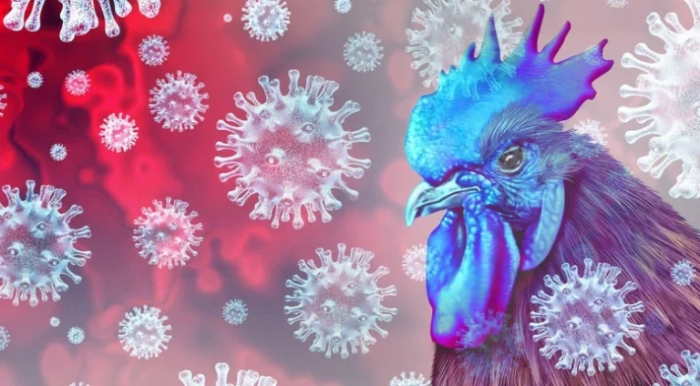 Australie : première infection détectée par la souche "H5" de la grippe aviaire