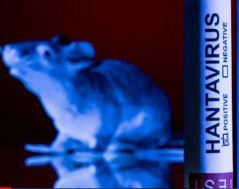 Hantavirus : l’OMS déclare officiellement la fin de l’épidémie liée au MV Hondius