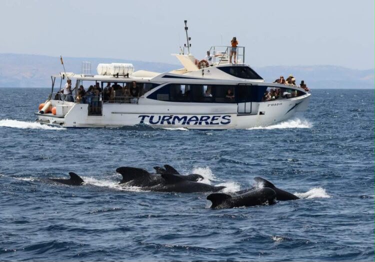 Le détroit de Gibraltar accueille des visiteurs des "profondeurs lointaines" : le mystère des épaulards sabres