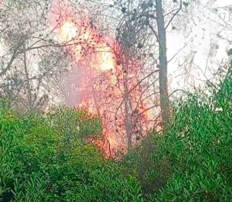 L'Algérie face à un "enfer estival" : efforts intensifs pour maîtriser 101 incendies de forêt, entraînant des pertes humaines et matérielles