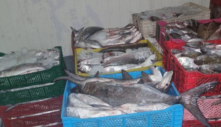 Dakhla.. une coordination sécuritaire démantèle une cargaison de poissons illégale et arrête deux personnes