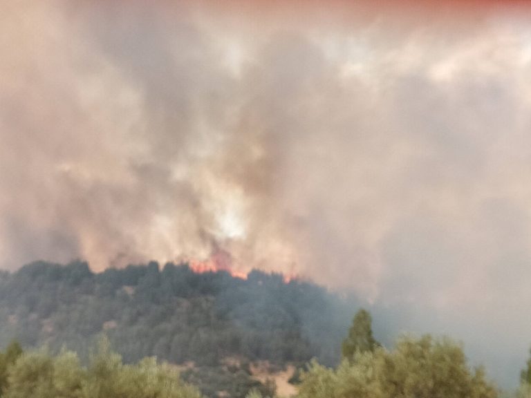Incendie de forêt se déclare dans le douar Sidi Ali Ibn Khatour dans la province de Sefrou, mobilisant les secours pour l'éteindre