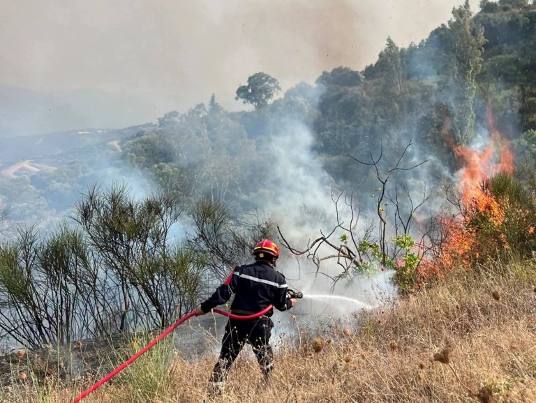 Les feux de Boulemane se répètent chaque année... est-il temps de passer de l'extinction des incendies à la réhabilitation de la forêt ?