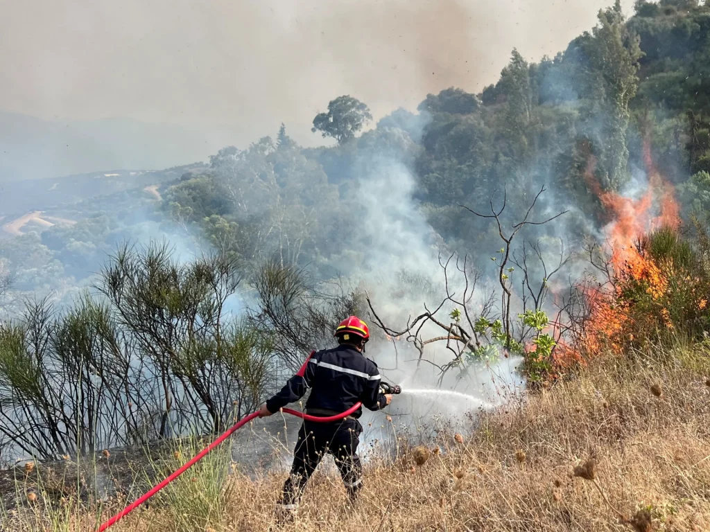 Incendies dévastateurs frappent l'Algérie, consumant forêts et terres agricoles
