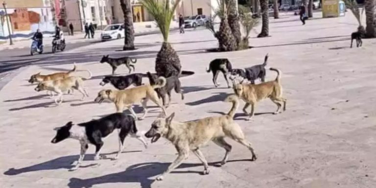 Le Maroc dispose désormais d’un nouveau cadre juridique pour la protection et la prise en charge des animaux errants