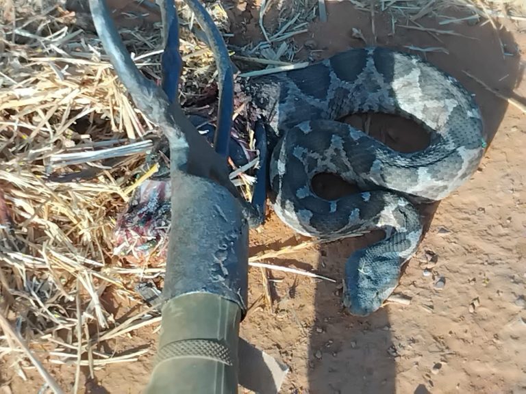 Khénifra.. Découverte d'un serpent de la famille mauritanienne à Aït Boukhiou