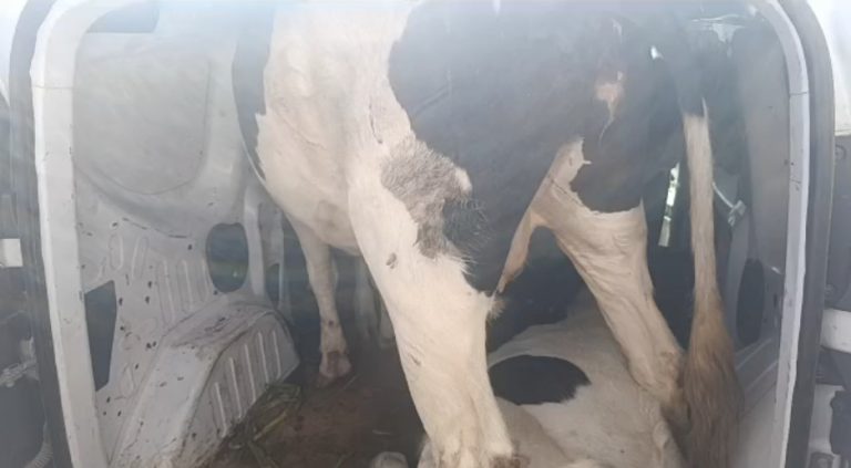 Sidi Yahya El Gharb.. Encerclement d'une voiture transportant des vaches et saisie de 3 bovins
