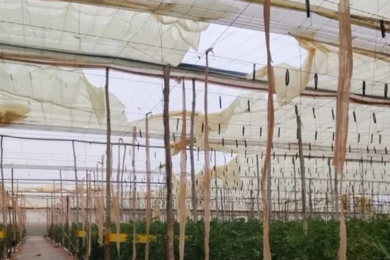 شتوكة.. des agriculteurs interrogent sur le sort des indemnisations des dégâts causés par les tempêtes