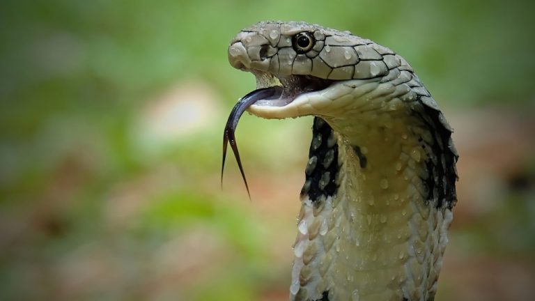 Al Hoceima... La morsure d'un serpent venimeux envoie un enfant dans un état critique à l'hôpital