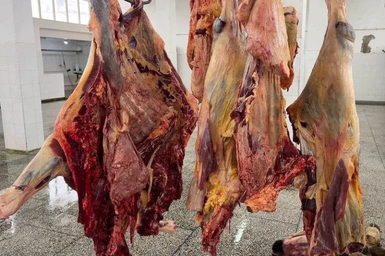 Driouch.. saisie de plus de 300 kilogrammes de viande avariée destinée à la consommation des citoyens