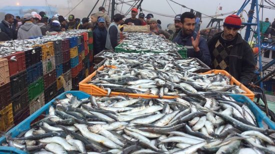Le prix des sardines atteint 30 dirhams le kilogramme, provoquant le mécontentement des citoyens à Salé