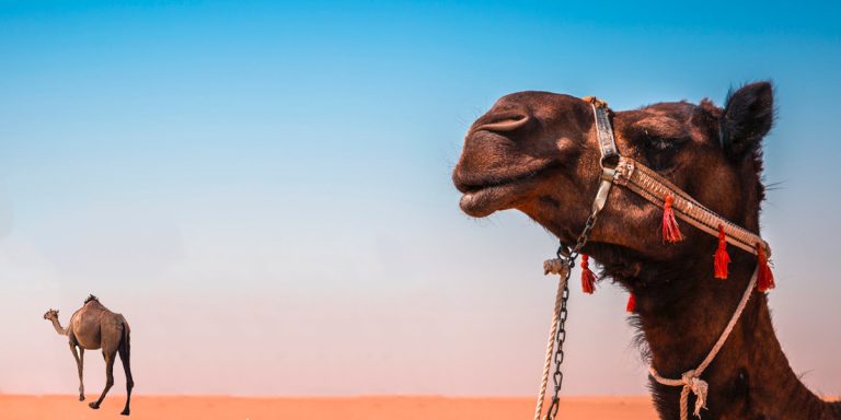 Agadir.. Une tête de chameau dans la voie publique alerte les habitants du quartier Salam