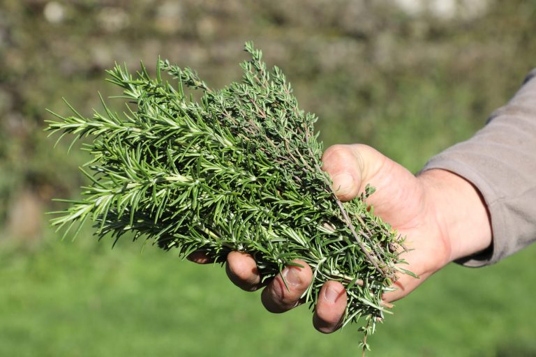 Boulemane : plus de deux tonnes de "Romarin" saisies avant leur commercialisation illégale