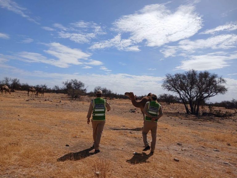 Taroudant.. Les autorités de Tamaloukt intensifient la surveillance avec l'arrivée des bergers nomades et des troupeaux de dromadaires