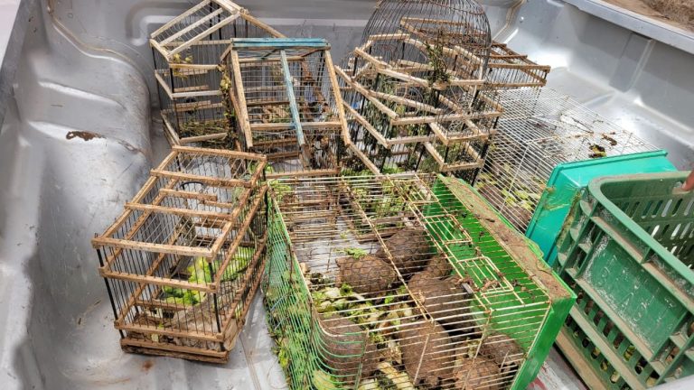 Les autorités de Marrakech lancent une campagne à la Rahba Kdima pour lutter contre le trafic d'animaux et de reptiles
