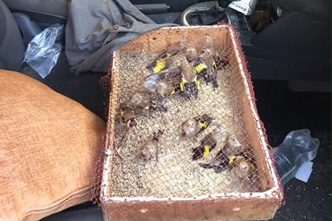 Marrakech : Arrestation d'une personne en possession d'un grand nombre de chardonnerets menacés d'extinction