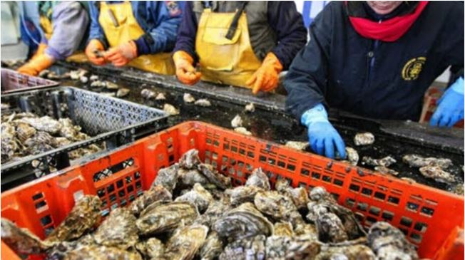Agadir : interdiction de la récolte et de la commercialisation des produits conchylicoles de Tamri-Cap Ghir 