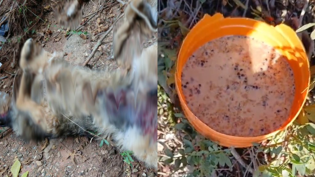 Driouch : une famille de la diaspora à Boudinar se plaint de l'empoisonnement de chiens de garde et de la destruction de ruches