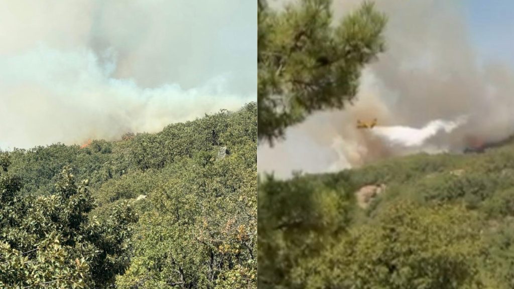 Un incendie de forêt à Tangaya dans la province de Chefchaouen dévore 110 hectares... et des efforts intenses pour le maîtriser