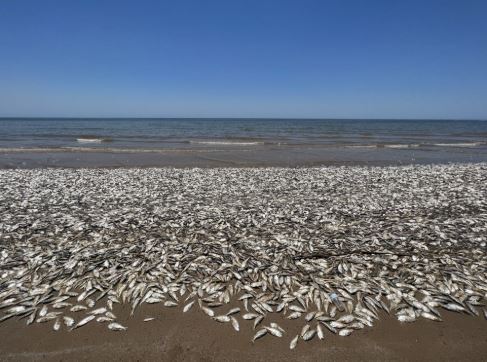 Deux hécatombes de suite tombent sur l'Afrique du Sud: des milliers de sardines mortes sur sa côte…