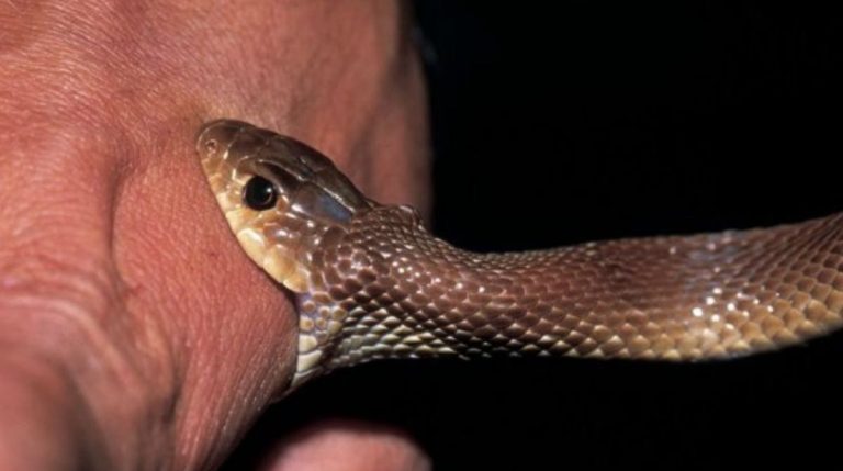 Tata.. une femme transportée à l'hôpital militaire de Guelmim après avoir été mordue par un serpent