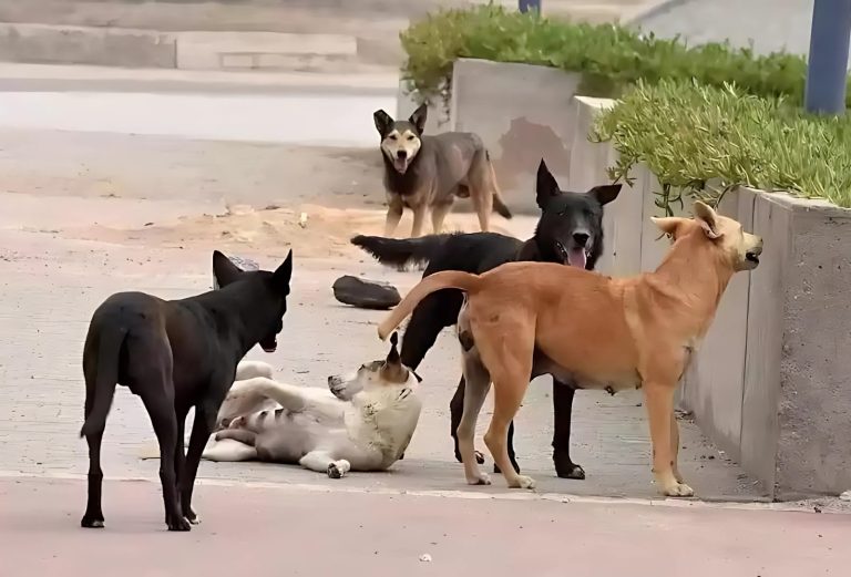 Al Hoceima... prolifération inquiétante de chiens errants menaçant la sécurité des habitants