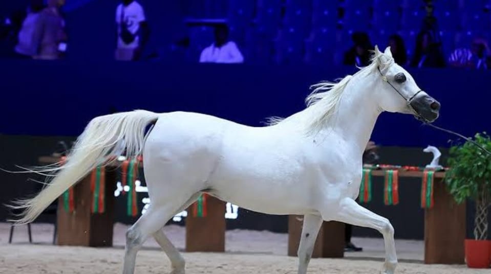 Le Grand Prix de Sa Majesté le Roi Mohammed VI pour pur-sang arabes atteint le plus haut classement international