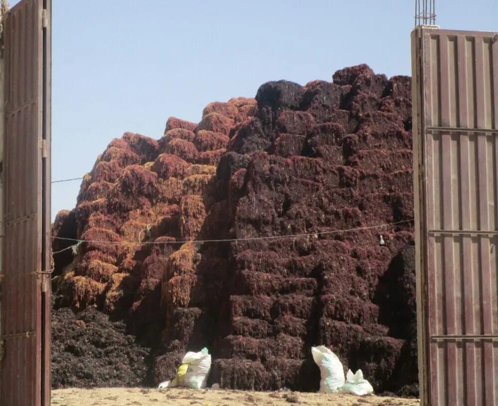 La Nouvelle : 3 tonnes d'algues marines interdites saisies dans la commune de Moulay Abdallah