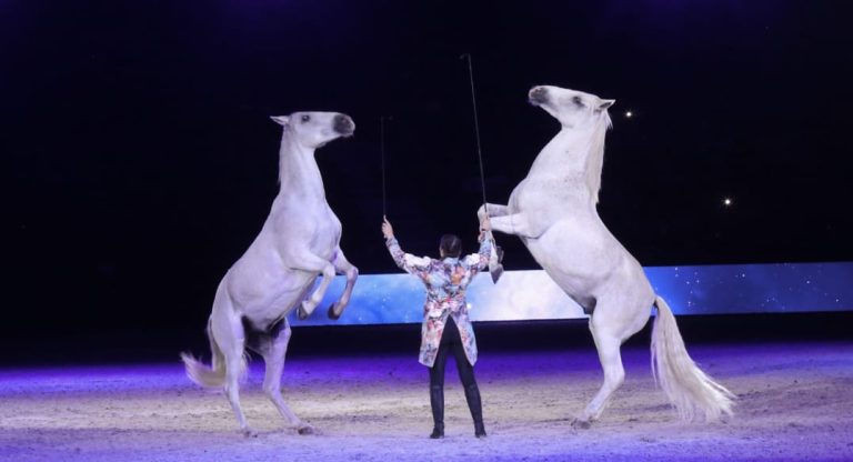 Le Salon du Cheval d'El Jadida : Compétitions intenses et rencontres scientifiques le quatrième jour