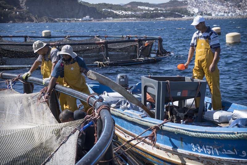 Tanger.. la crise de la pêche côtière menace les moyens de subsistance des pêcheurs