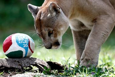 PHOTOS : Les animaux célèbres des Coupes du Monde