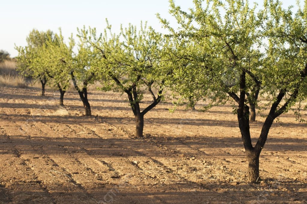 Région de l'Oriental.. recensement exhaustif et géolocalisé pour renforcer la filière de l'amandier