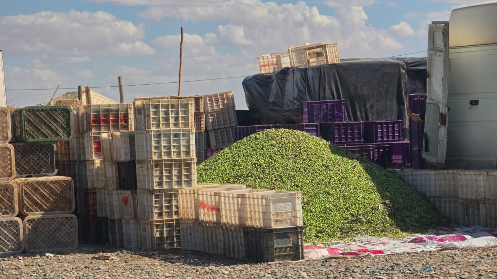 Jerada.. Lancement de la commercialisation de l'olive au marché de Houara Oulad Rahou