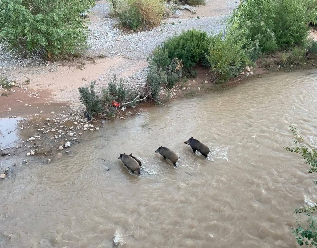 Tinghir.. Les sangliers envahissent les environs du pont de Boumalne Dadès